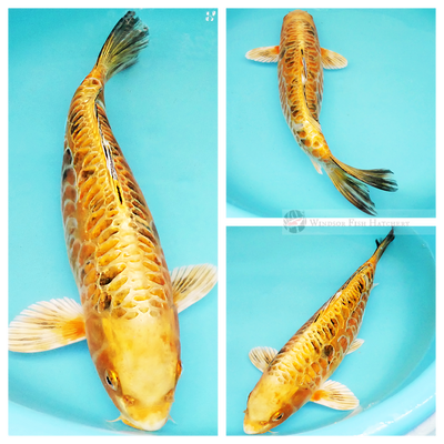 beautifully patterned koi to see in your pond