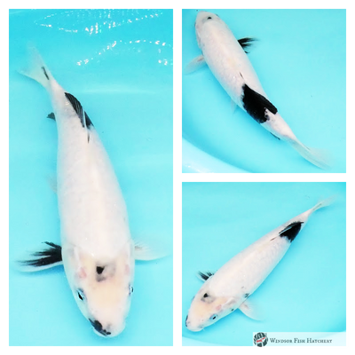 Shiro utsuri koi fish to mature in your pond