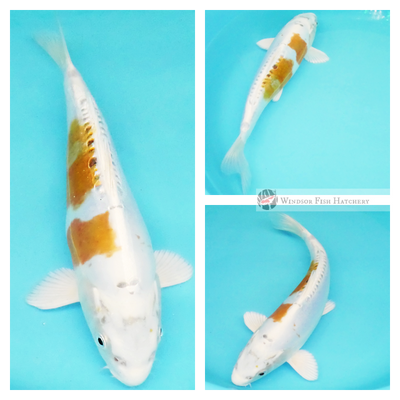 leather skin koi for sale 
