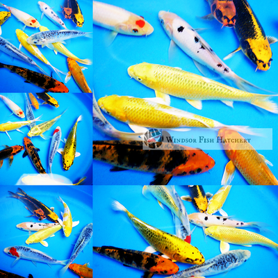 quality koi fish online 