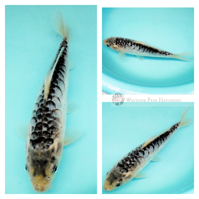 buy blue koi fish