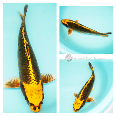 koi fish for sale