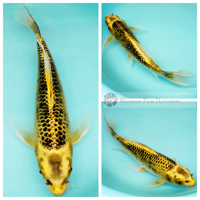 buy yellow & black butterfly koi