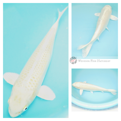buy koi fish online