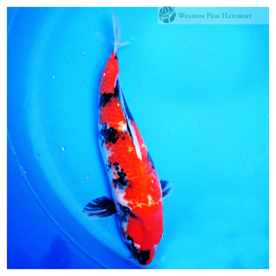 beautifully patterned koi for sale 
