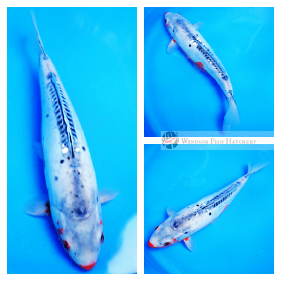buy larger female koi 