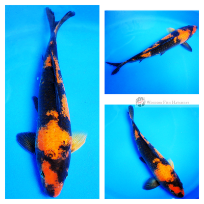 hi utsuri koi for sale