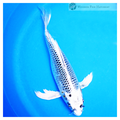 buy reticulated patterned butterfly koi