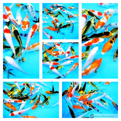 9 assorted varieties of 6-9cm koi fish