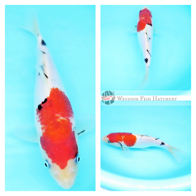 buy koi fish sanshoku for sale online