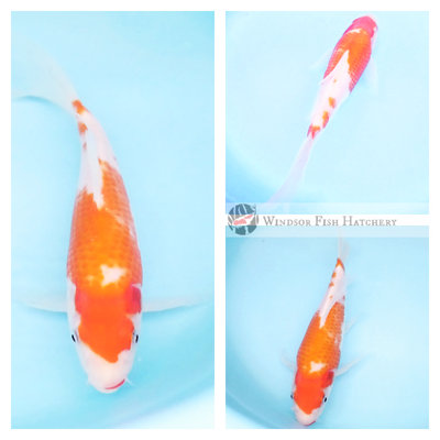 butterfly koi fish nsw