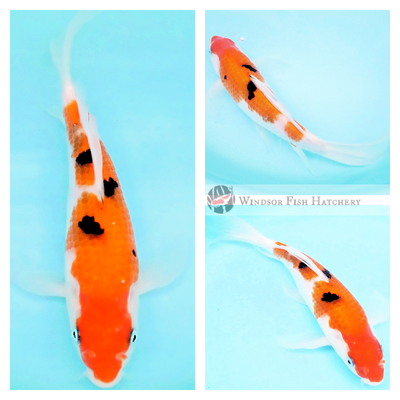 buy butterfly koi fish for your pond
