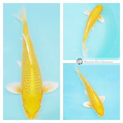 koi fish for sale from Windsor Fish Hatchery