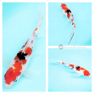 buy sanke koi fish butterfly online