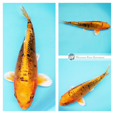 golden leather skin koi 