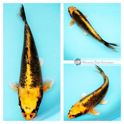 kin matsuba koi fish