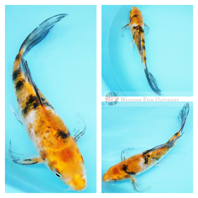 buy butterfly koi online