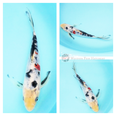 butterfly tri koi for sale 