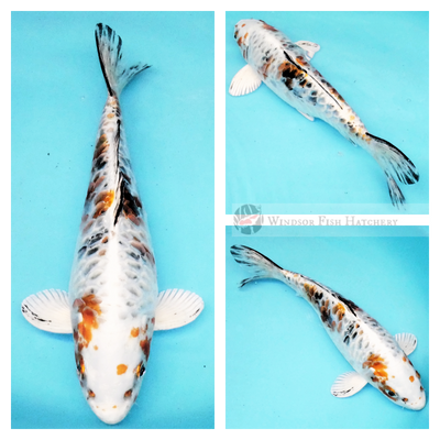 koi fish online for sale