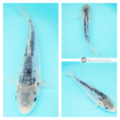 buy blue koi online 