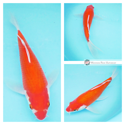 buy healthy koi from the breeder