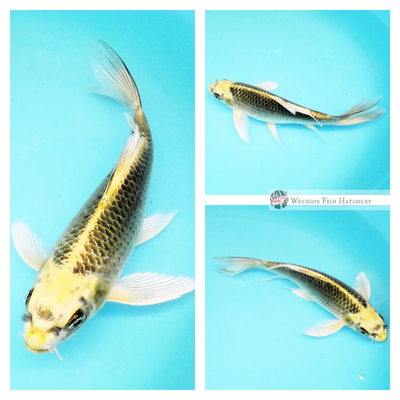 longfin koi for sale online