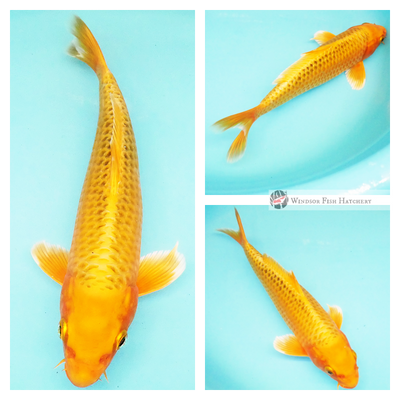 gold ogon to see in your pond, buy online