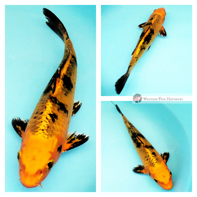 buy glossy metallic koi for your pond