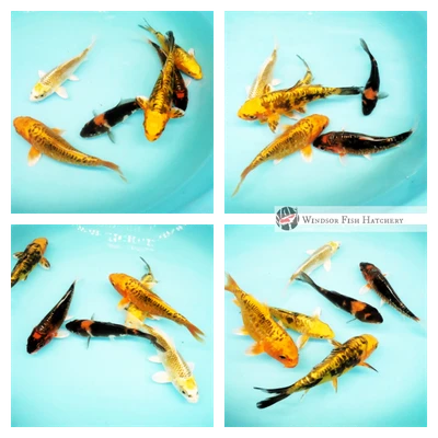 small koi fish to grow in your pond