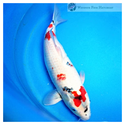 buy healthy modern koi 