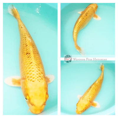 metallic peachy coloured koi 