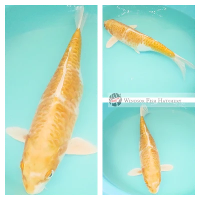 female koi fish for sale