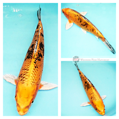 high metallic rose gold koi fish 