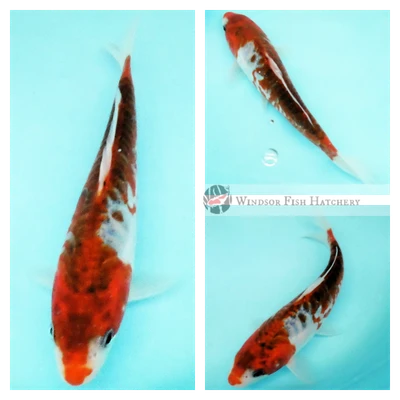 koi fish five colours