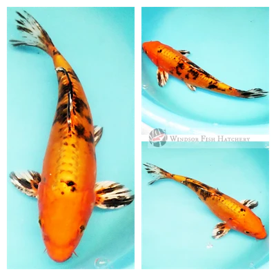 australian koi fish for your pond