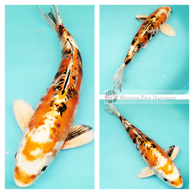 koi for sale from windsor fish hatchery