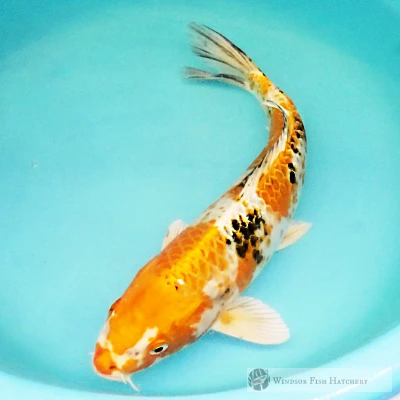 koi fish online for your pond 