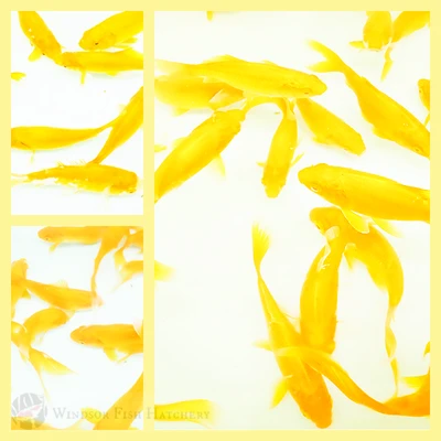 healthy bright yellow goldfish for sale