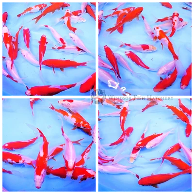 buy red and white comets online