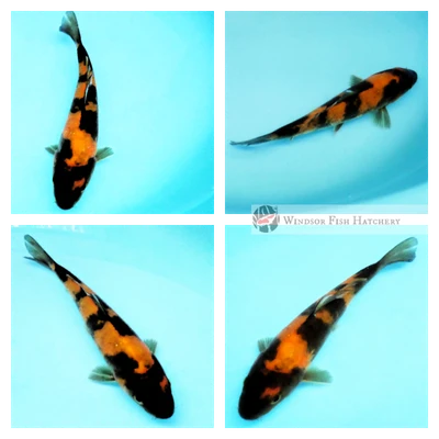 small koi