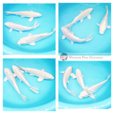 platinum koi for sale sydney