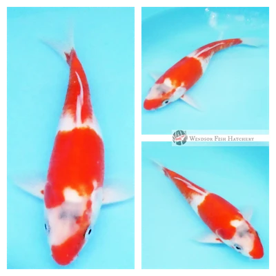 20cm Showa koi bred from Showa parents