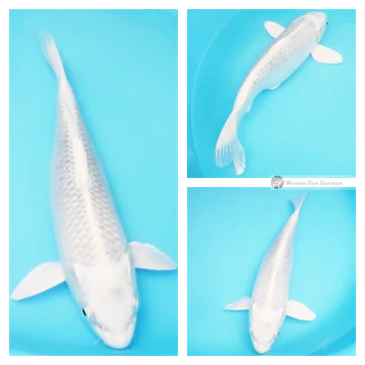 pond fish for sale 
