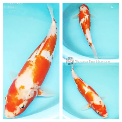 koi fish to see in your pond