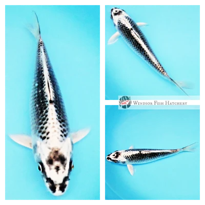 koi to see grow in your pond