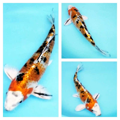 colourful koi for your pond the summer
