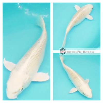 pale lemon koi fish for sale online