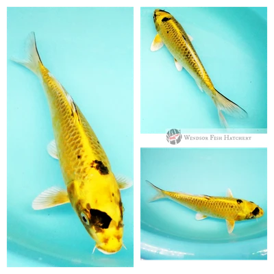 22cm black and gold metallic koi fish