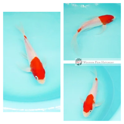 Longfin Kohaku koi white with red 