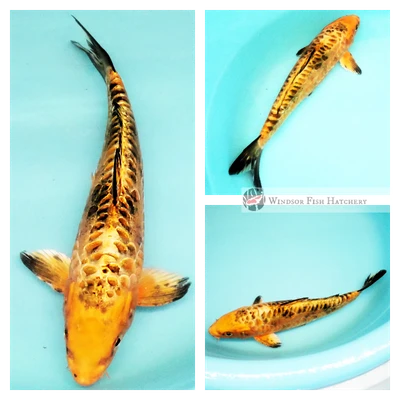 dostiu large scale koi for sale